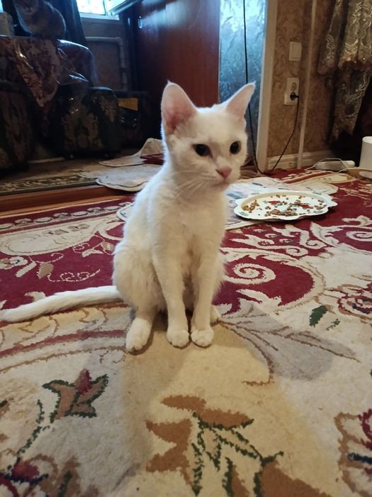 Отдадим котят в очень хорошие руки