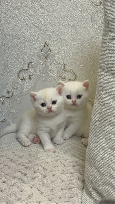 Элитные шотландцы