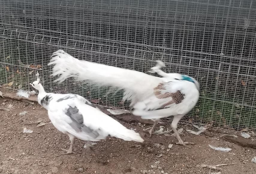 Едногодишни пауни