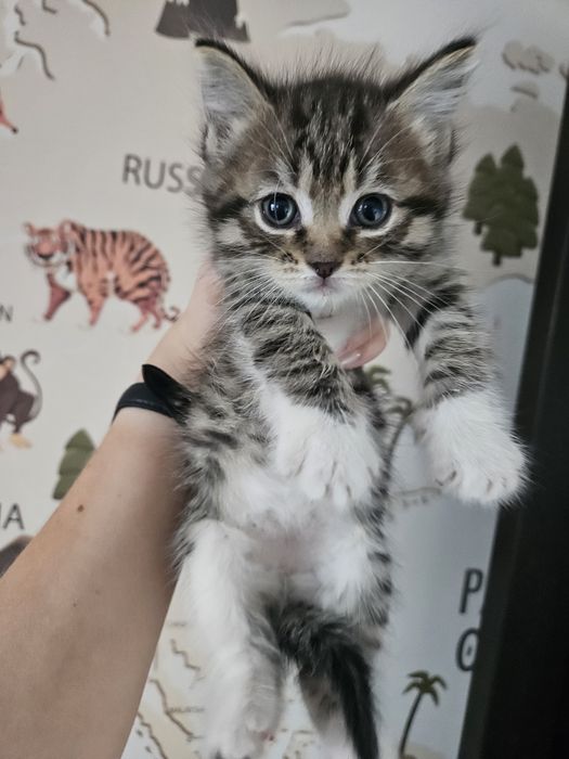Котёнок девочка.