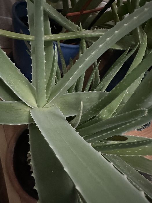 Алоэ лечебный  продам