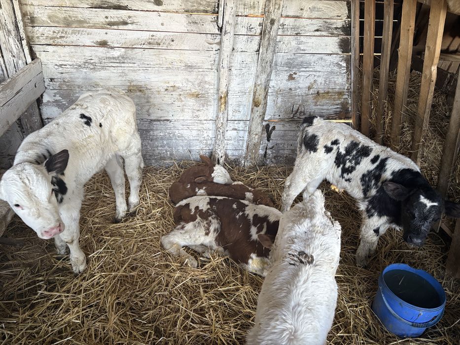 Vand 6 belgieni 2 baltati si 1 metis angus