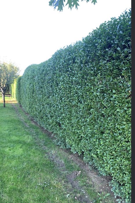 Ligustrum lemn cainesc