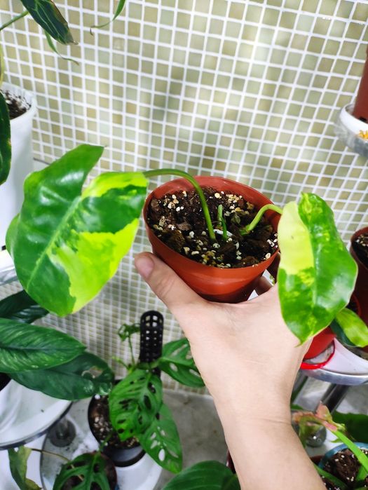 Филодендрон бурле Макс