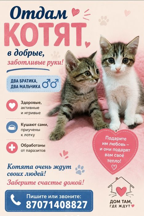 Котята приученные к лотку