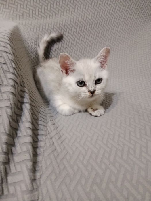 Британский котенок мальчик.