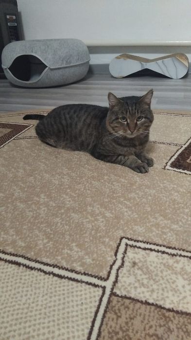 Котик в добрые и любящие ручки