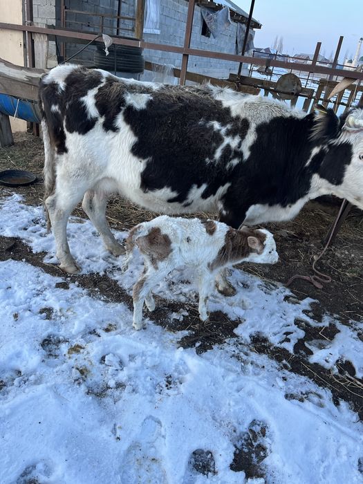 Жуас сауын ерек бұзаулымен