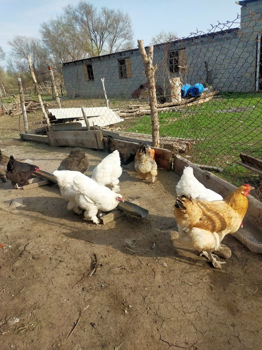 Инкубационный яйца