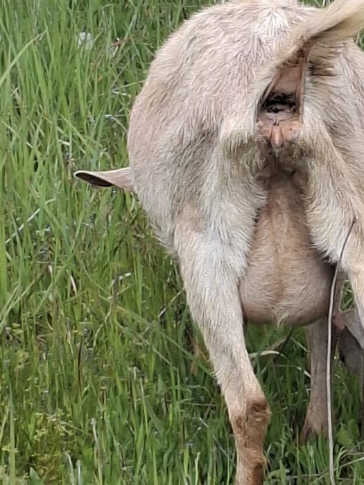 Capra metisata saanen cu anglo nubiana !