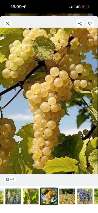Vand struguri de vin