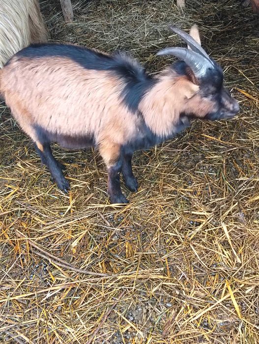 1berbec și 5tapi  de vanzare