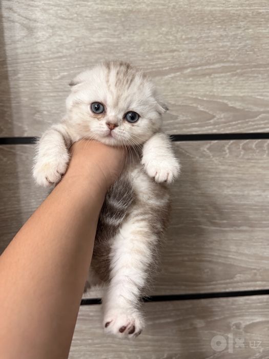 Котенок девочка Скотиш Фолд