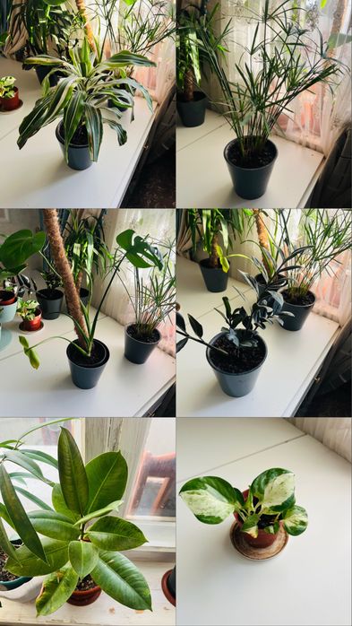 Комнытные растения