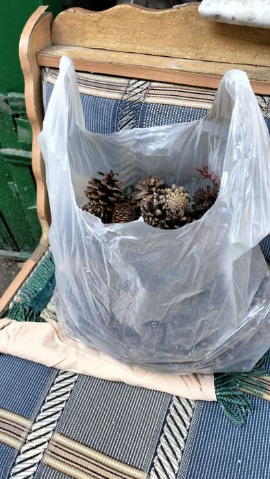 Шишки сосновые сухие