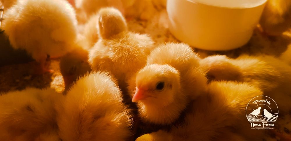 Oua prepelite pentru incubator