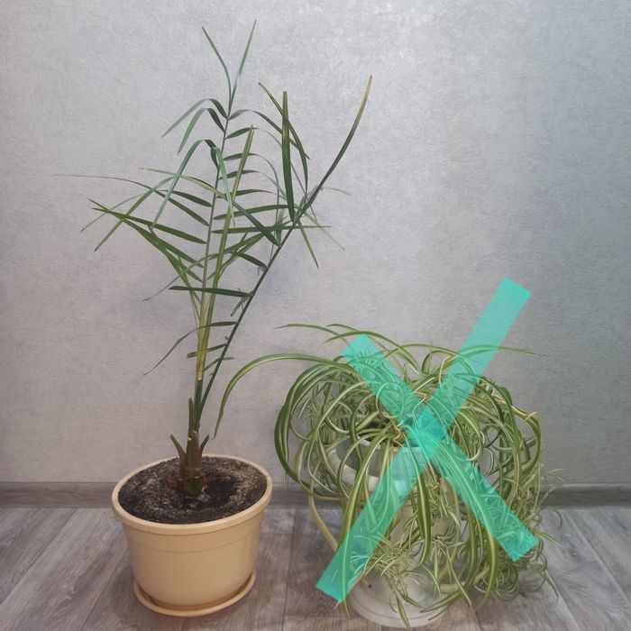 Комнатные цветы .