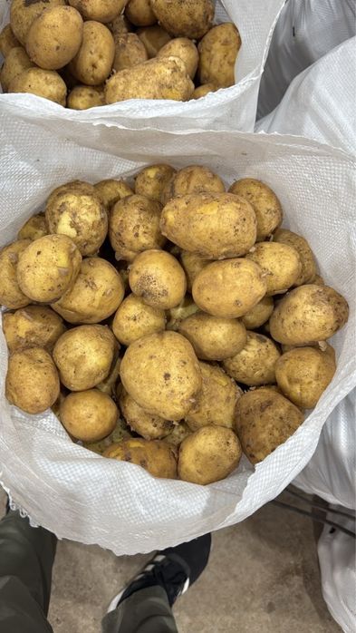 Продам морковь сорт Каспи Абака каскад