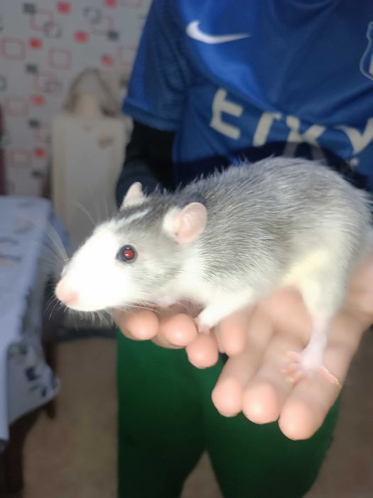 Крысята,два мальчика