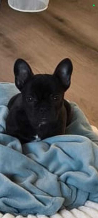 Bulldog francez royal