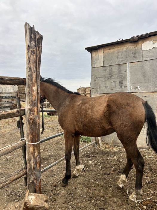 Продам тай мальчик