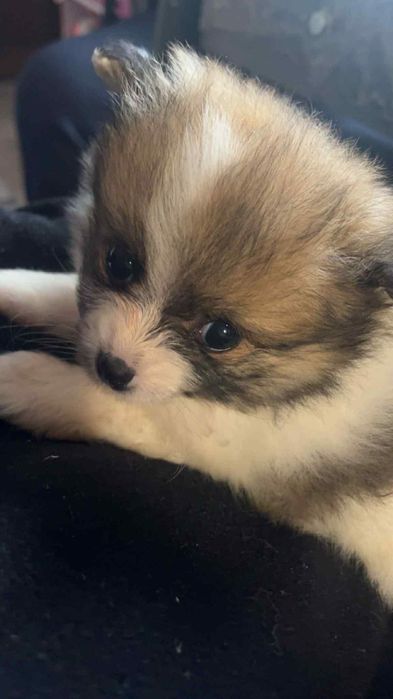 Мини померан шпиц