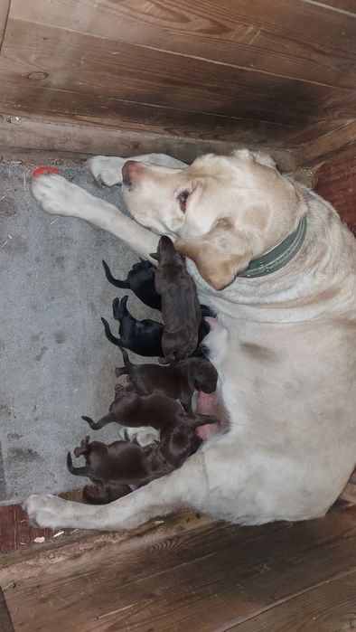 Щенки  лабрадора