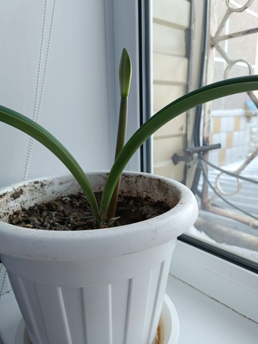 Продам комнатные цветы