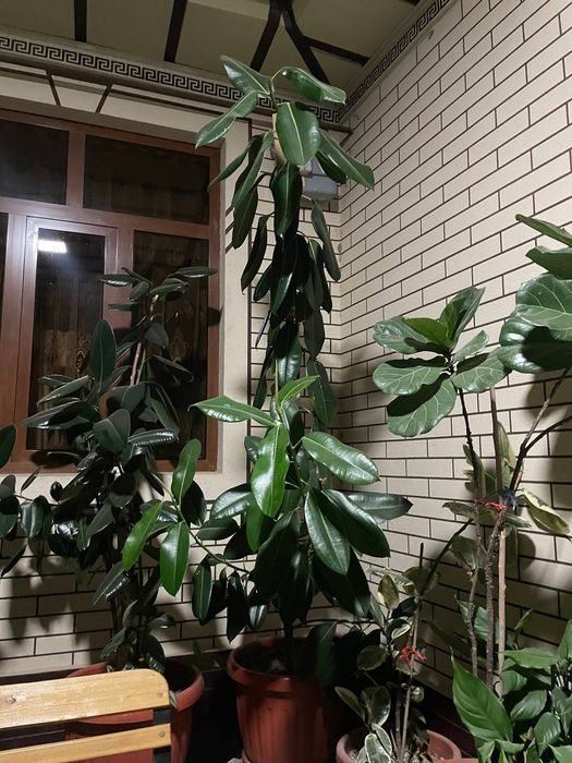 Qora Shaxzoda Фикус