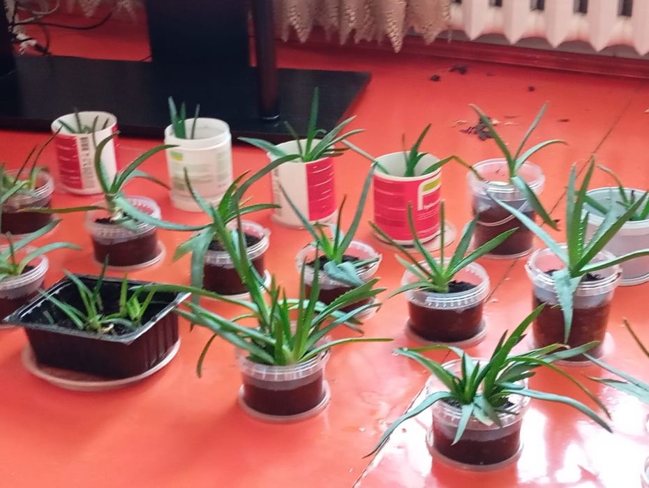 Продам алоэ,сансивьеру.