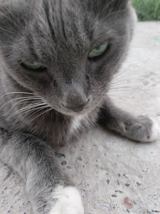 Кошка дам в лучшем руки