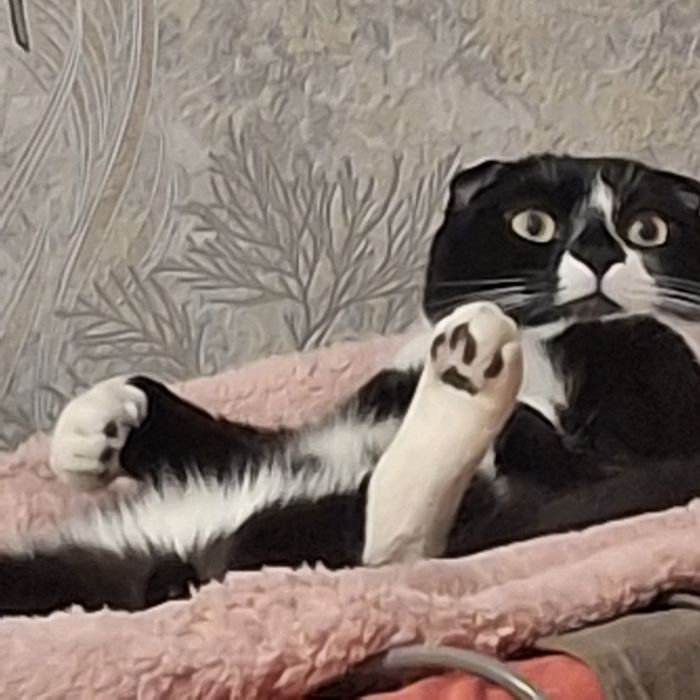 Котик Вислоухий шотландец