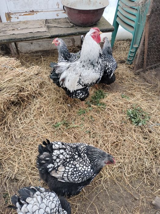 Wyandote argintiu ouă de vânzare