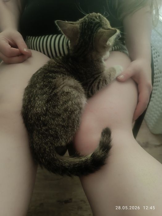 Отдам в добрые руки