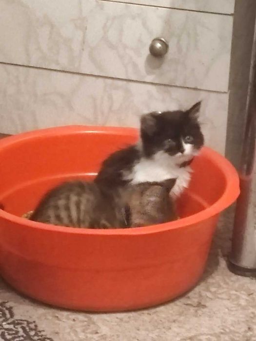 Котёнок домашний-мальчик. (4 месяца. Отдам в добрые руки.)