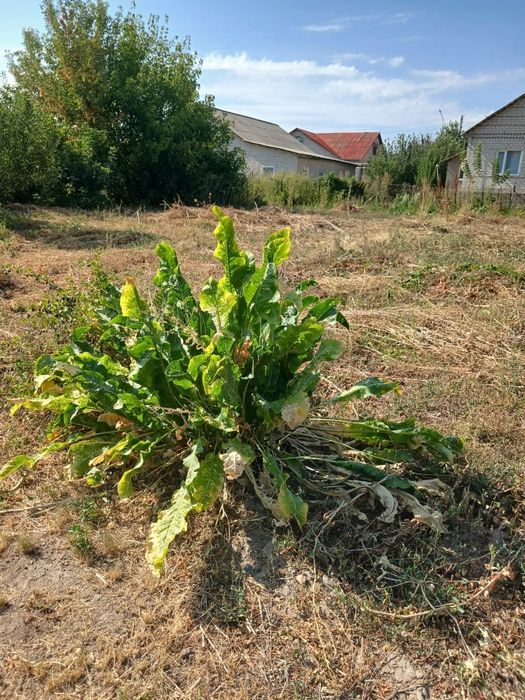 Продают дом и участок