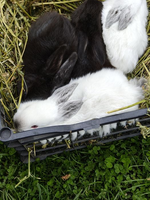 Vând iepuri californieni