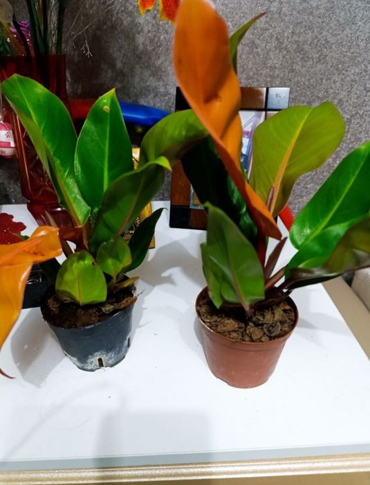 Продам филодендрон оранж