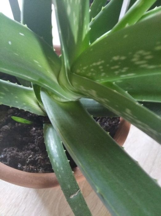 Продам алоэ вера