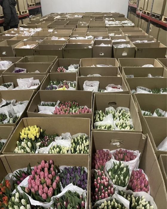 Тюльпаны к праздникам