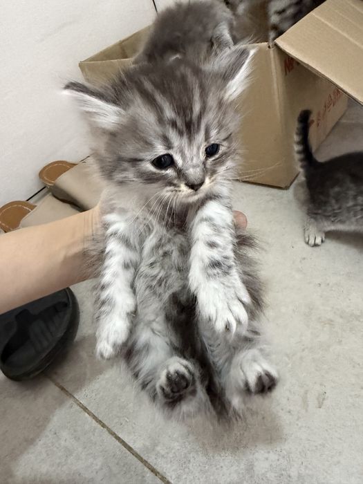 Отдам котят в добрые руки