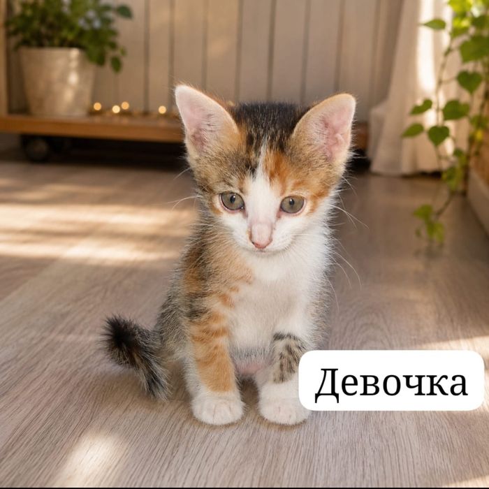 Отдам котёнка девочку в добрые руки