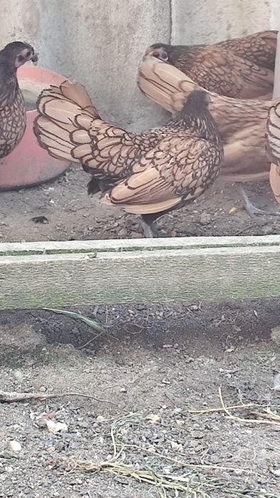 Vând  5 femele sebrig auriu