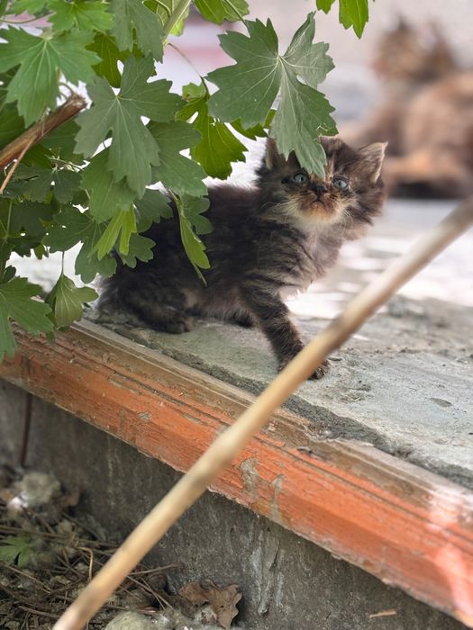 Отдаю котят в добрые руки