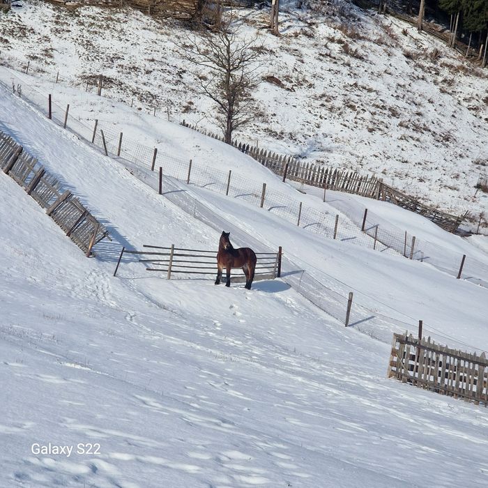 Iapă de 5 ani jumate.