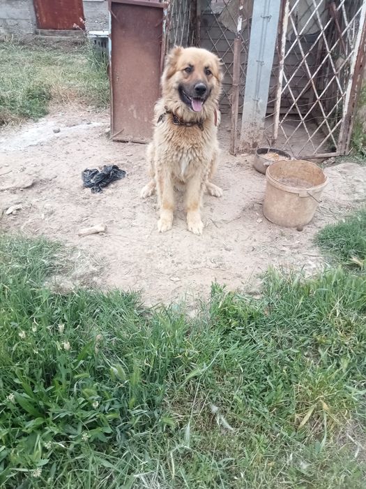 Бесплатно собака