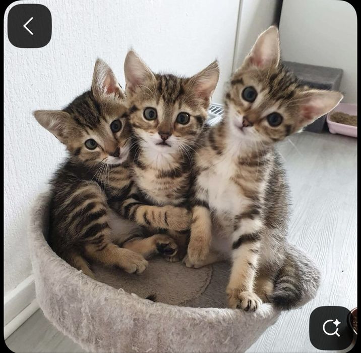 Возьму трехшерстного котёнка