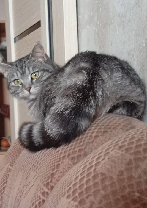 Ласковая кошечка ищет дом...