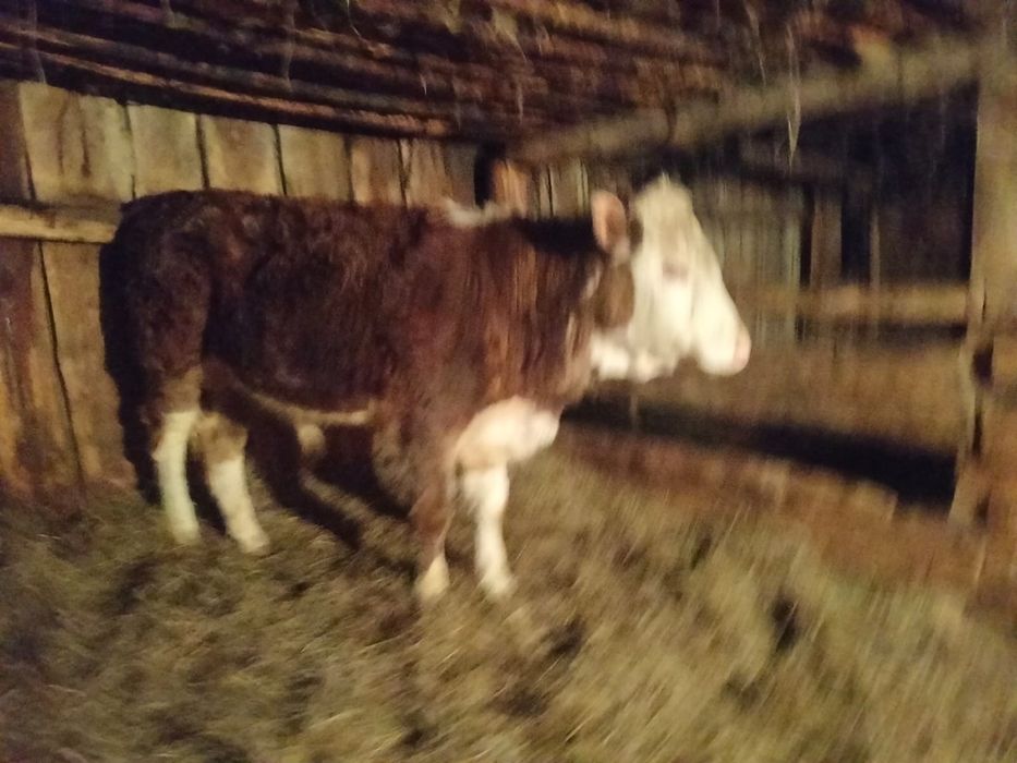 Продам бычка годовалого