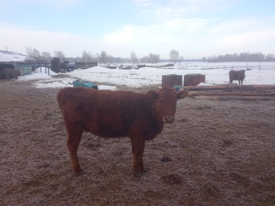 Продается телочки